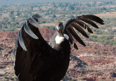 Condor des Andes les ailes ouvertes