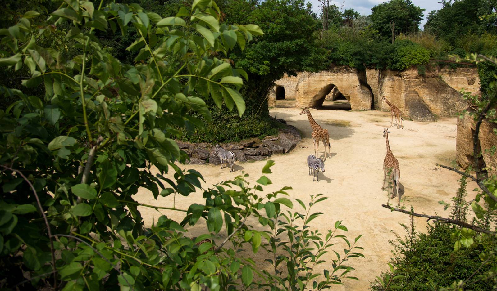 Bioparc Zoo de Doué la Fontaine Bioparc Zoo de Doué la Fontaine