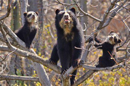 Bioparc-parc-zoologique-projet-nature-ours-perou-4