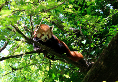 Panda roux dans un arbre