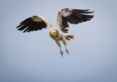 Vautour percnoptère en vol