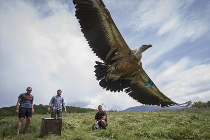 Bioparc-parc-zoologique-projet-nature-vautour_bulgarie-2