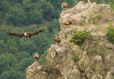 Groupe de vautours dans les rochers