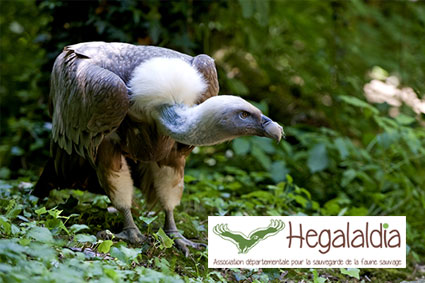 Bioparc-parc-zoologique-projet-nature-vautour-france-2