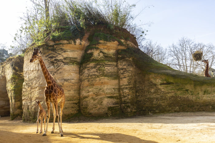 Girafes © Bioparc - P.Chabot