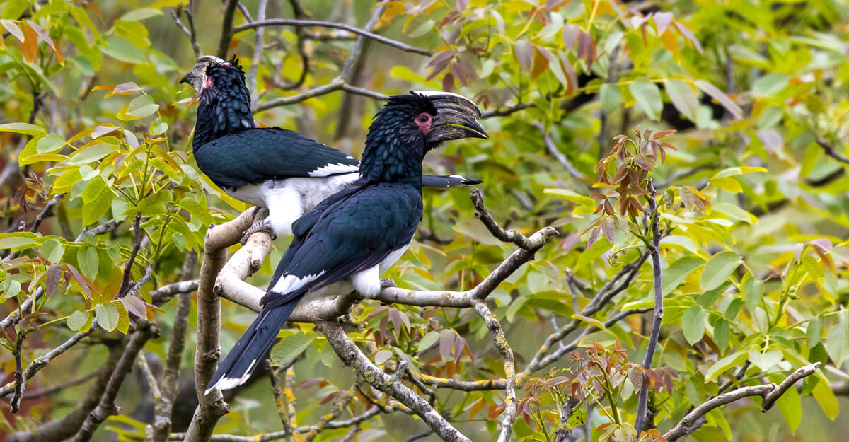 Calao trompette bioparc-parc-zoologique-calao-trompette