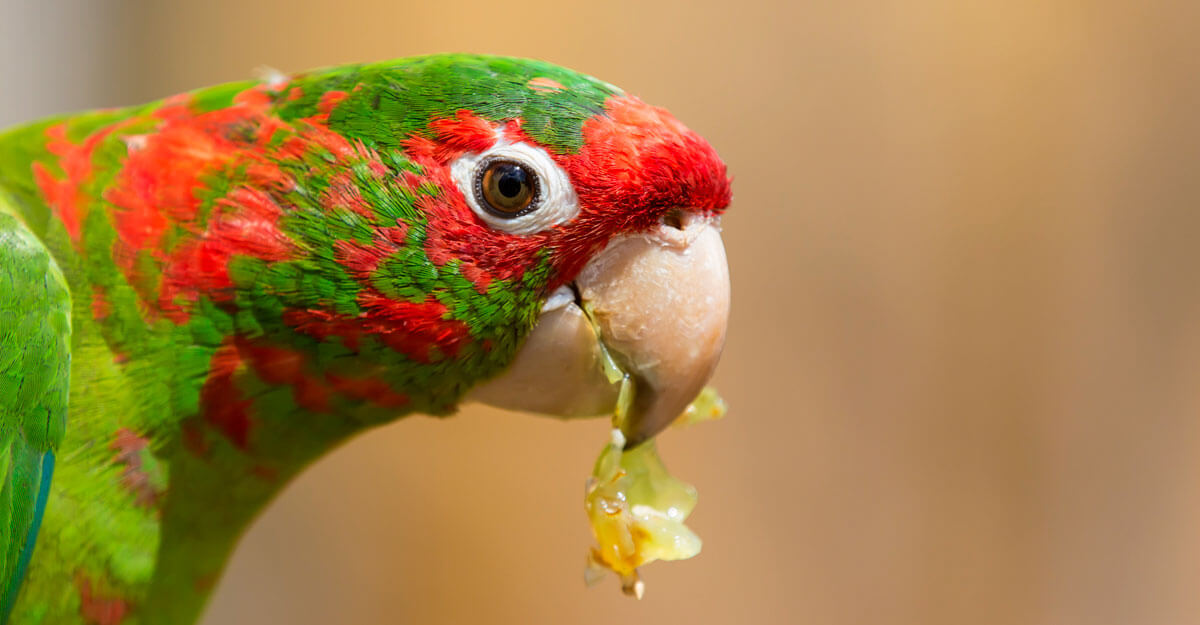 Conure mitrée bioparc-parc-zoologique-conure-mitree