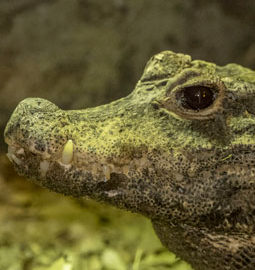 image - Crocodile à front large