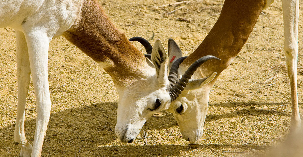 Gazelle de Mhorr bioparc-parc-zoologique-gazelle-dama-mhorr