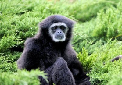 Gibbon à mains blanches assis dans un arbuste
