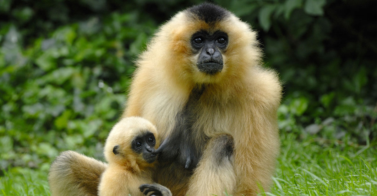 Gibbon à favoris roux bioparc-parc-zoologique-gibbon-favoris-roux