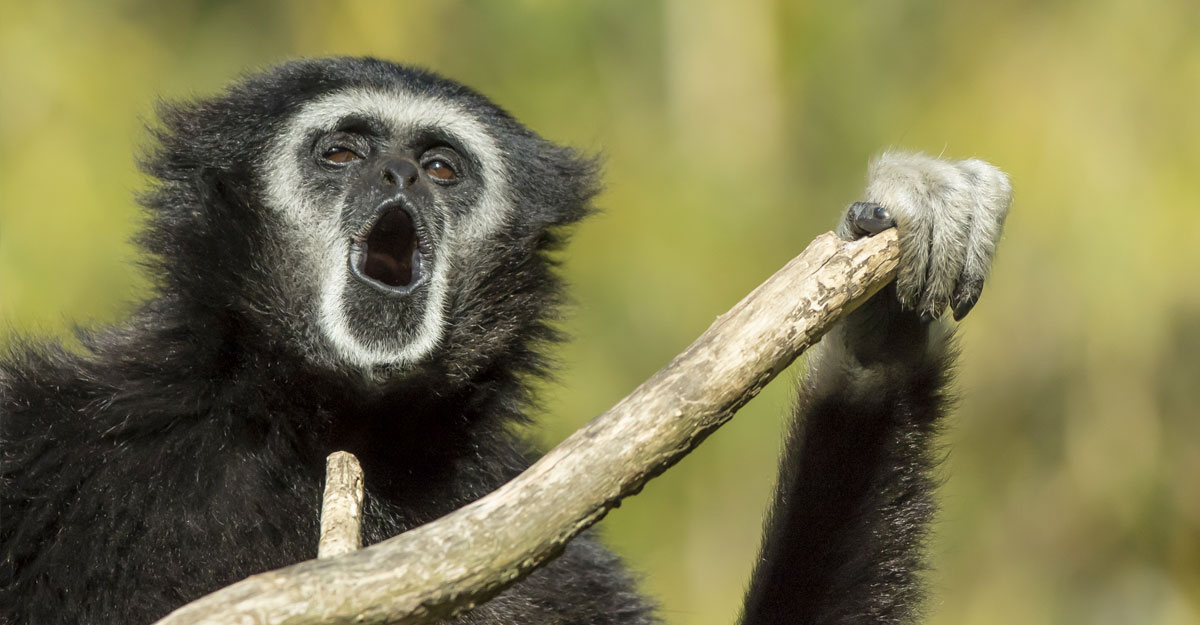 Gibbon à mains blanches qui chante