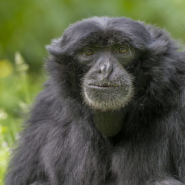 image - Gibbon siamang