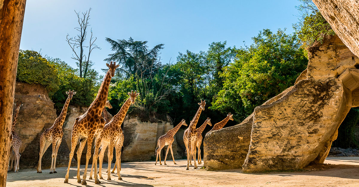 Girafe d'Afrique centrale bioparc-parc-zoologique-girafe