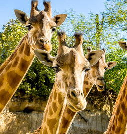 image - Girafe d’Afrique centrale