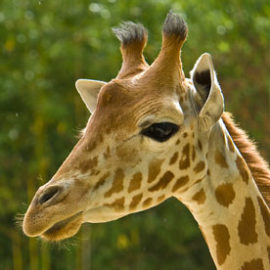 Lazia, la girafe