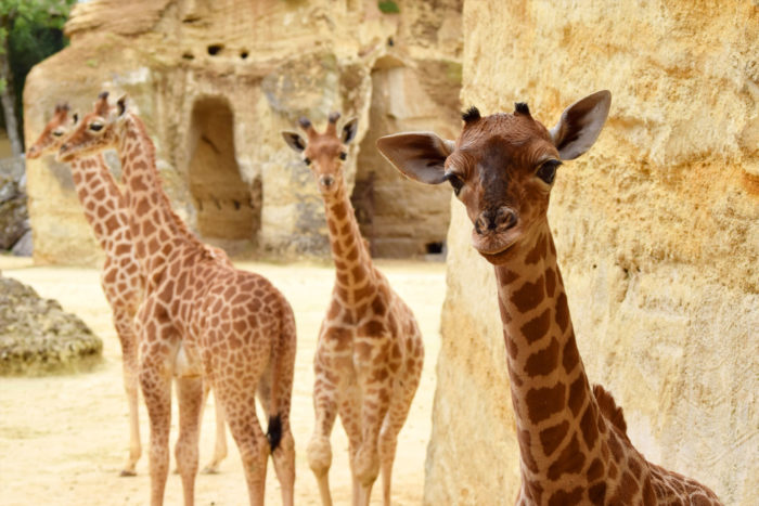 bioparc-parc-zoologique-girafons