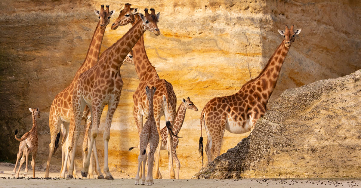 Girafes et girafons dans le camp