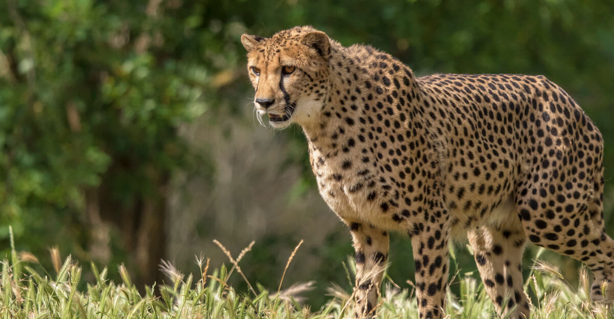 Guépard bioparc-parc-zoologique-guepard