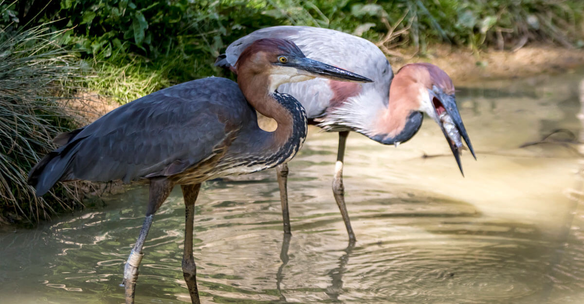 bioparc-parc-zoologique-heron-goliath