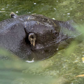 image - Hippopotame pygmée