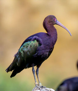 bioparc-parc-zoologique-ibis-ridgway