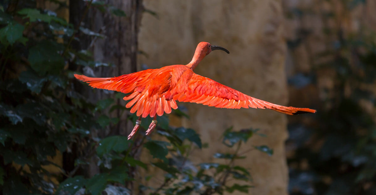 bioparc-parc-zoologique-ibis-rouge