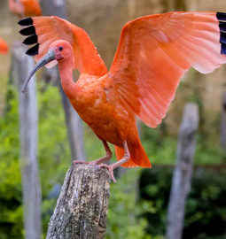image - Ibis rouge