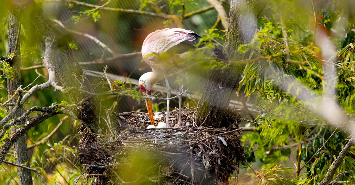 bioparc-parc-zoologique-ibis-tantale