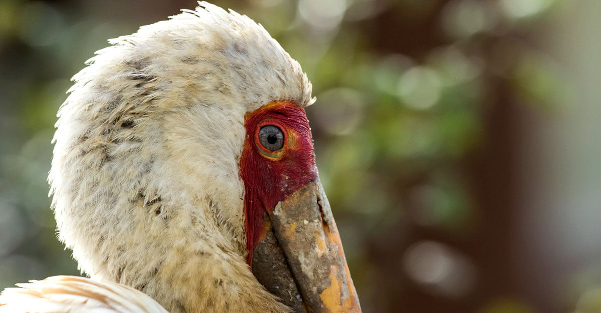 Portrait ibis Tantale