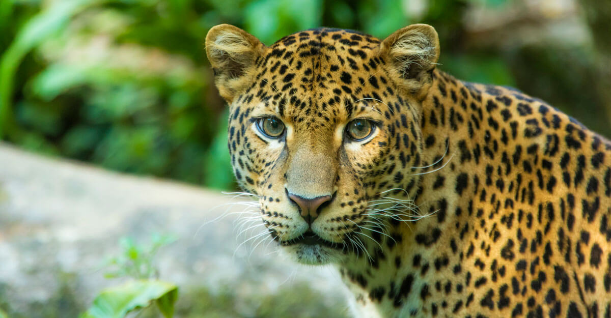 Portrait léopard de Java