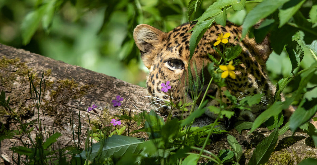 Léopard de Java derrière des fleurs