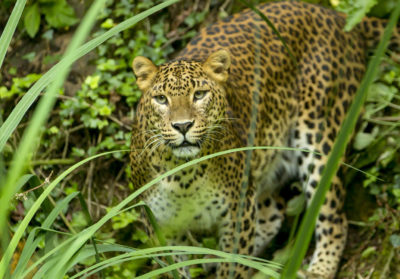 Léopard de Sri-Lanka entre les herbes