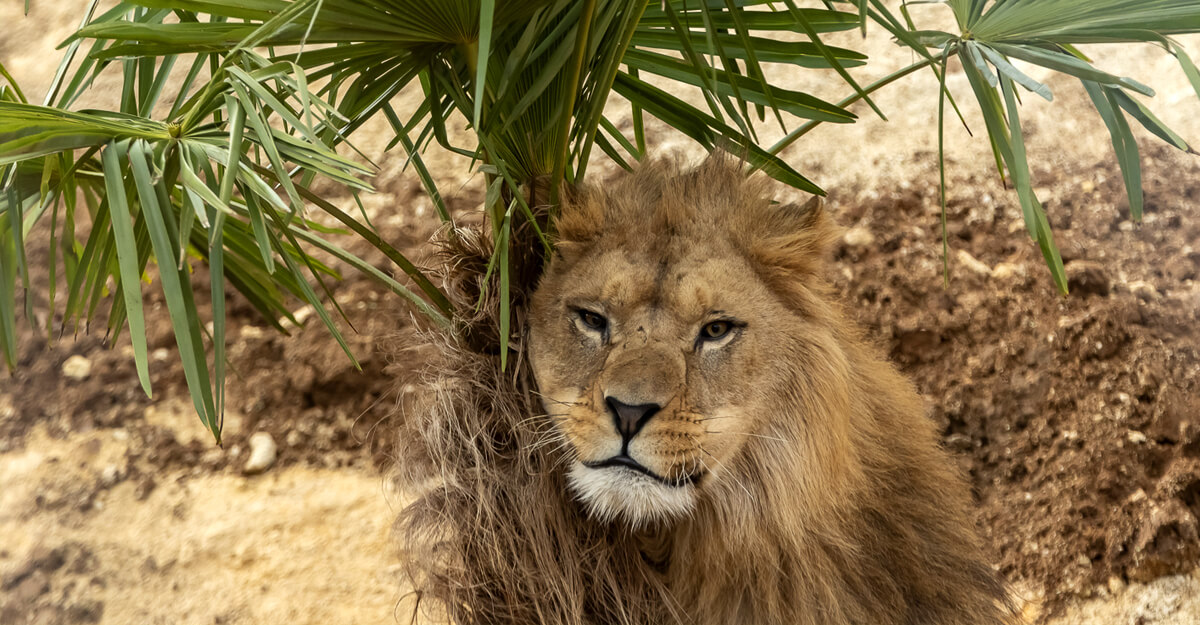 Lion bioparc-parc-zoologique-lion
