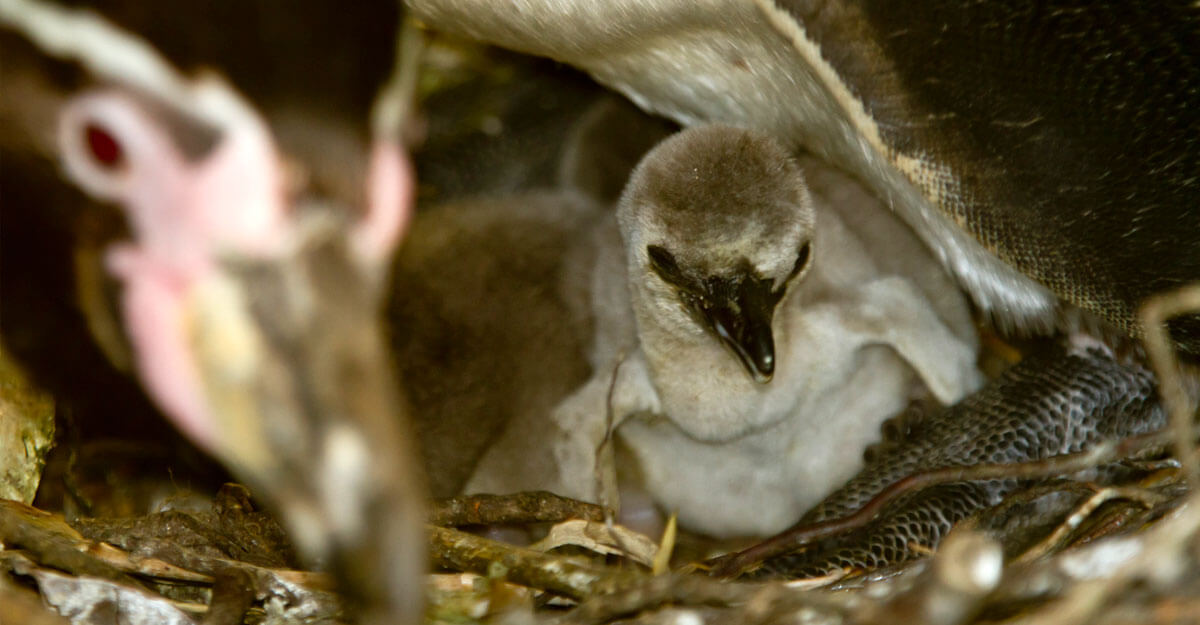 Bébé manchot de Humboldt au nid