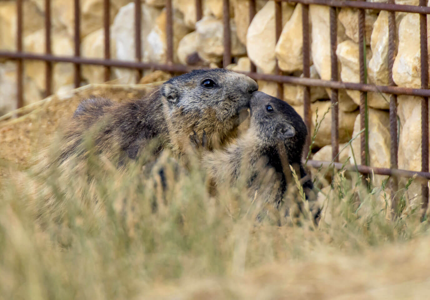 Marmotte Des Alpes Bioparc Zoo De Doue La Fontaine