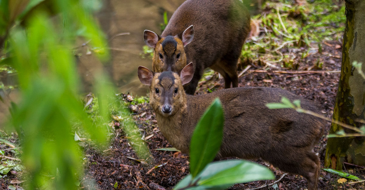 bioparc-parc-zoologique-muntjac-reeve