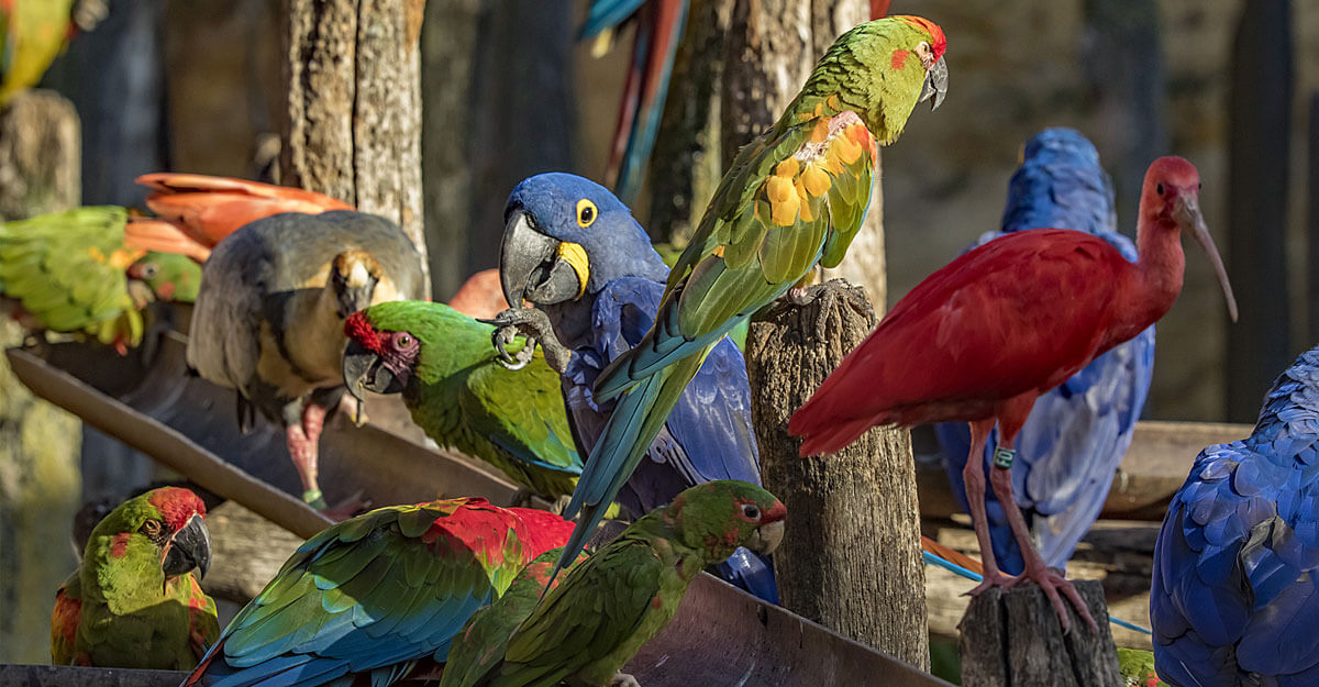bioparc-parc-zoologique-nourrissage-perroquets