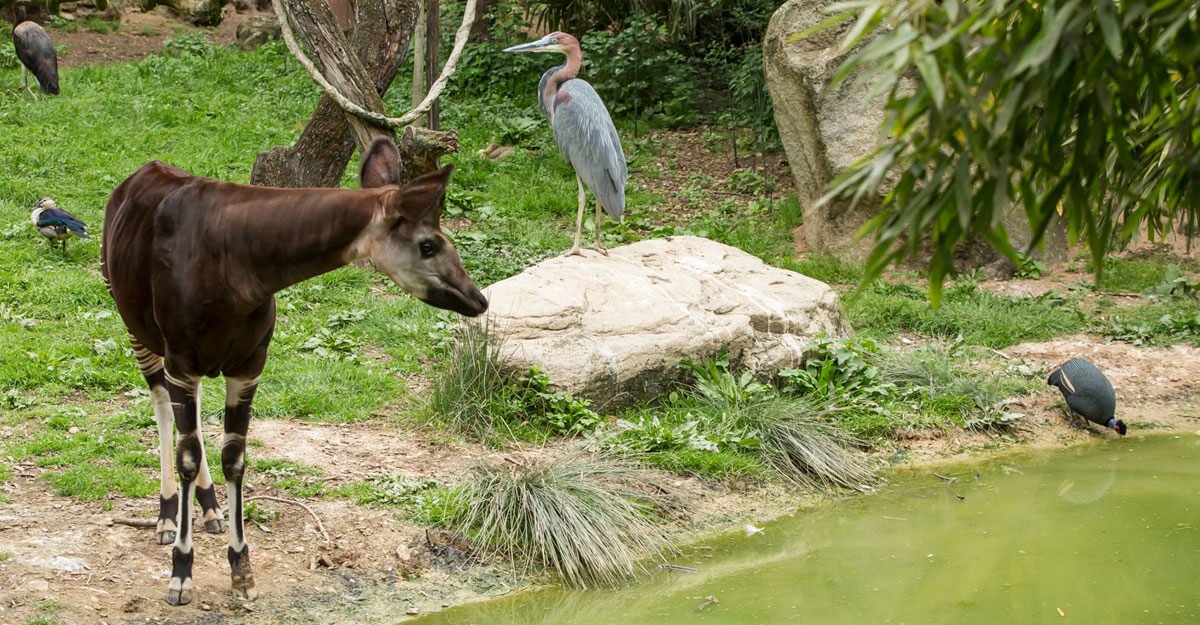Un okapi devant le bassin