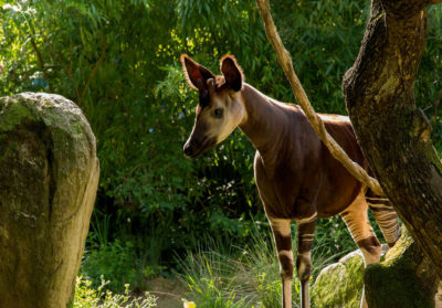 bioparc-parc-zoologique-okapi