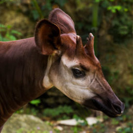Obasi, l'okapi