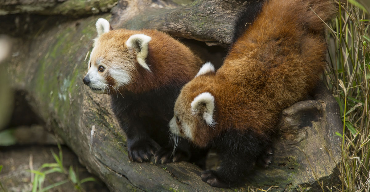 Pandas roux sur une souche