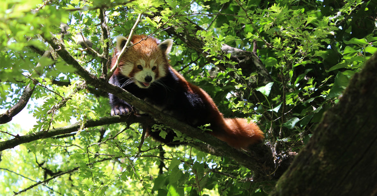 Panda roux dans un arbre
