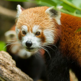 Pim, le panda roux