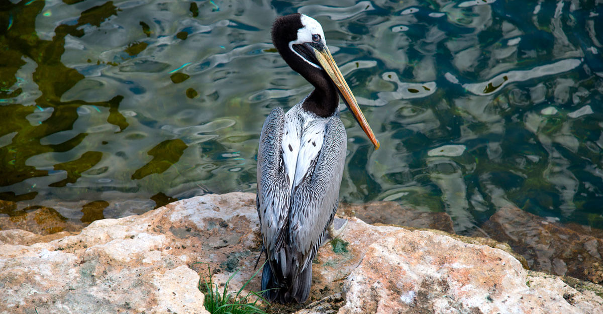 bioparc-parc-zoologique-pelican-thage