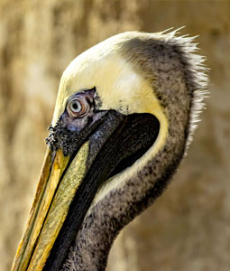 bioparc-parc-zoologique-pelican-thage
