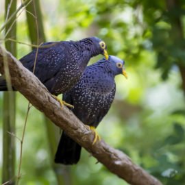 image - Pigeon des olives