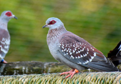 Pigeon de Guinée sur une rambarde