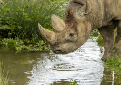 Rhinocéros noir qui boit