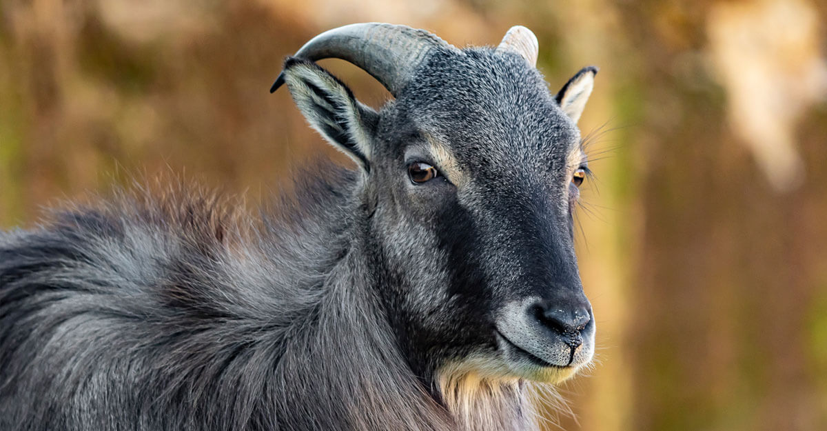 Tahr de l'Himalaya bioparc-parc-zoologique-tahr